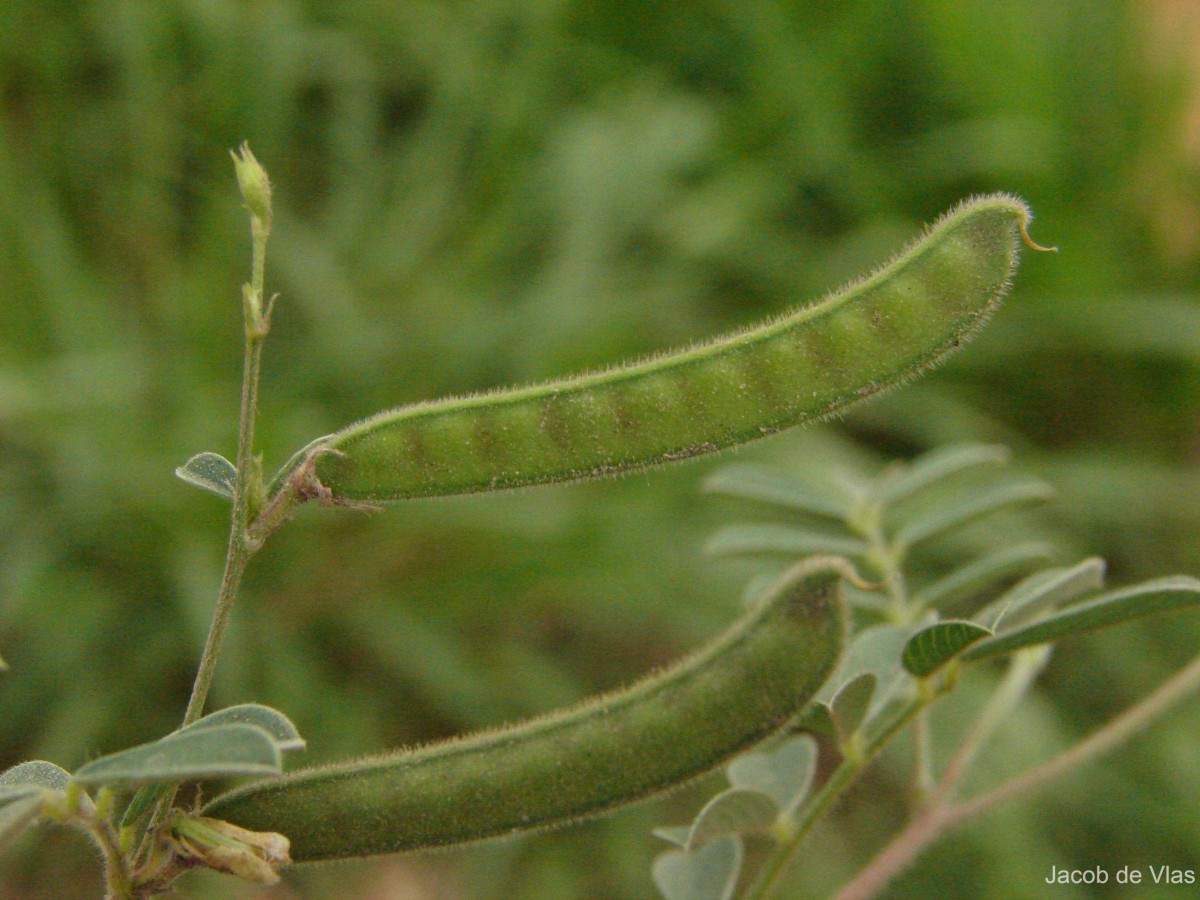 Tephrosia pumila (Lam.) Pers.